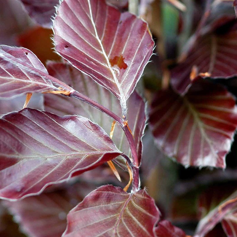 Blodbøg en meget smuk plante